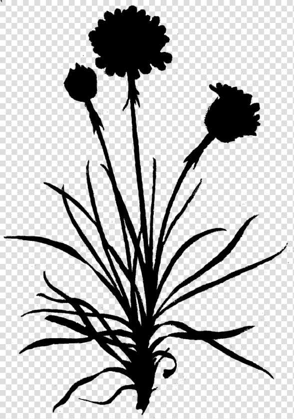 Dandelion Clip Art Leaf Floral Design   Chrysanths  HD Png DownloadTransparent PNG