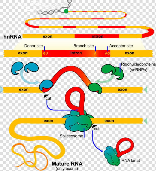 What Is The Difference Between Rna Splicing And Alternative   Splicing Rna  HD Png DownloadTransparent PNG