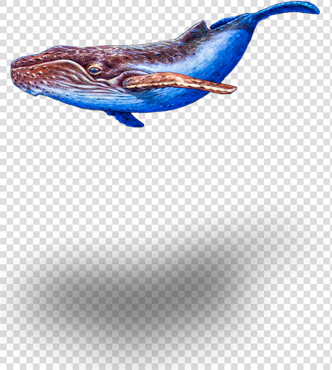 Seeking The Enchanted Forest   Humpback Whale  HD Png DownloadTransparent PNG