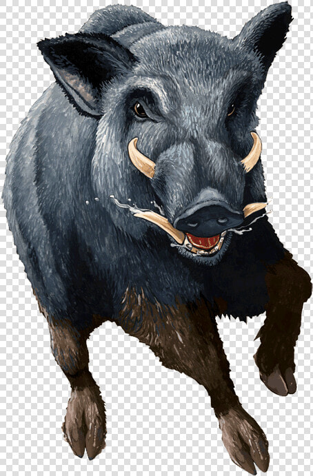 Boar Png   Wild Hog Transparent Background  Png DownloadTransparent PNG