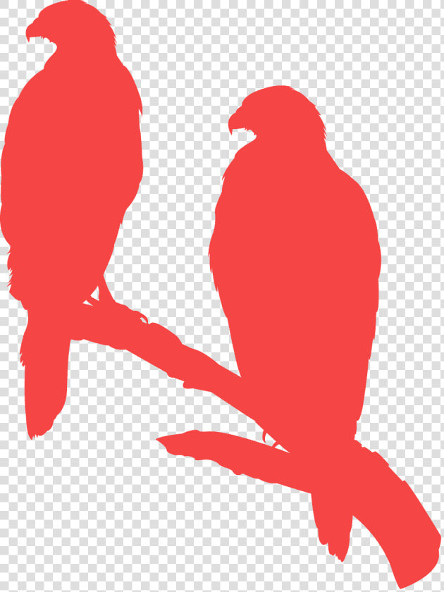 Siluetas De Aves Rapaces  HD Png DownloadTransparent PNG