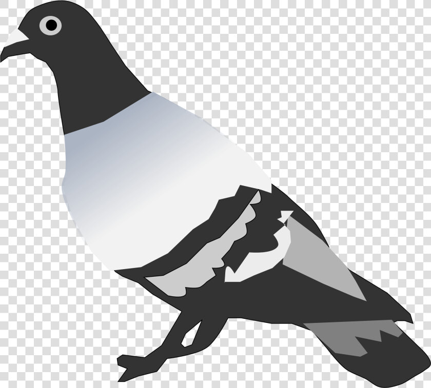 Pigeon Clipart Small Dove   Pigeon Vertebrate Or Invertebrate  HD Png DownloadTransparent PNG