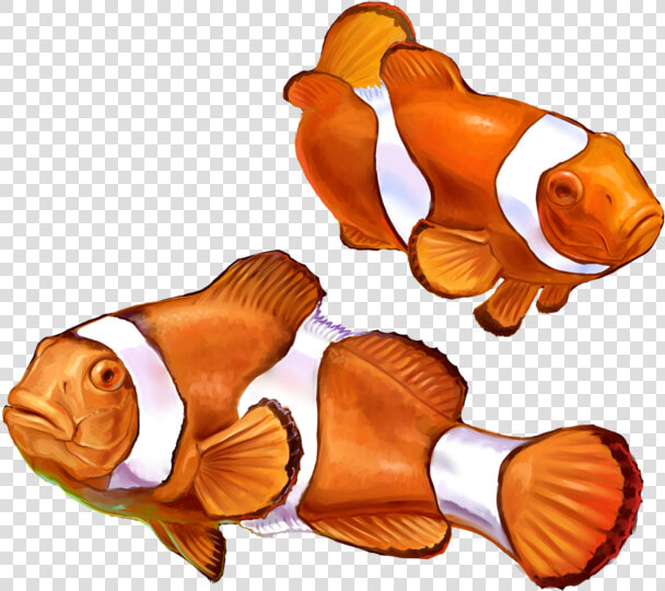 Clown Fish Png Graphic Transparent Library   Nemo Fish Png  Png DownloadTransparent PNG