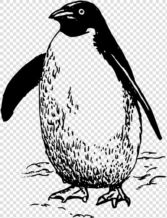 Emperor Penguin Bird Drawing Line Art   Penguin Clipart Black And White  HD Png DownloadTransparent PNG