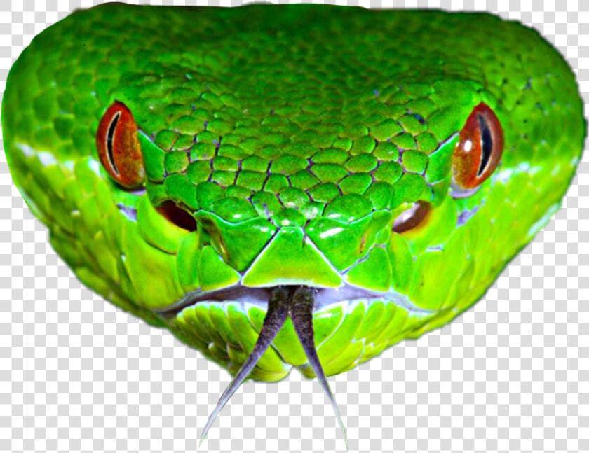 Clip Art Venomous Serpent Bamboo Pitviper   Pit Viper Head  HD Png DownloadTransparent PNG