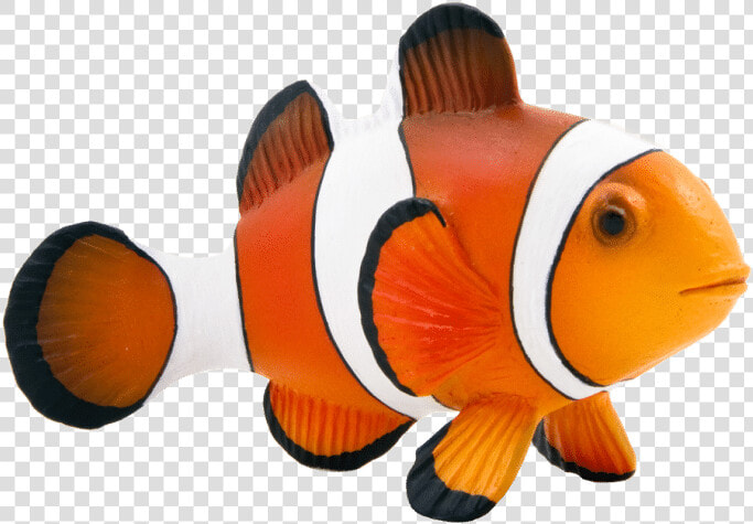 Maroon Clownfish Animal Mojo Fun 387090 Clown Fish   Clown Fish Png  Transparent PngTransparent PNG