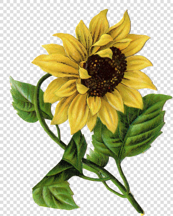 Vintage Sunflower Drawing Clipart   Png Download   Drawing Sunflower  Transparent PngTransparent PNG