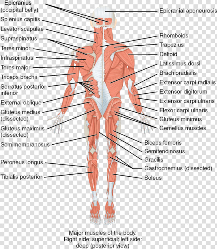 Parts And Functions Of Musculoskeletal System  HD Png DownloadTransparent PNG