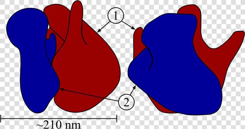 Ribosome Structure  HD Png DownloadTransparent PNG