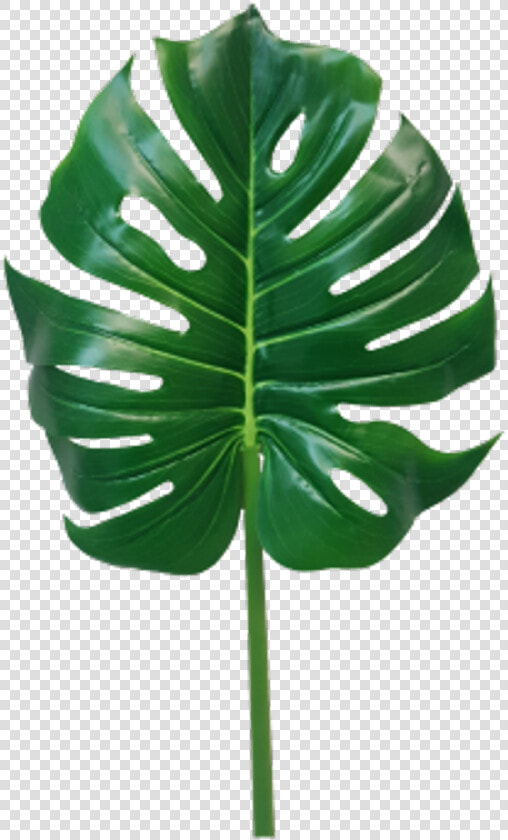 Jungle Leaves Png  monstera Leaf Png   Monstera Leaf Transparent  Png DownloadTransparent PNG