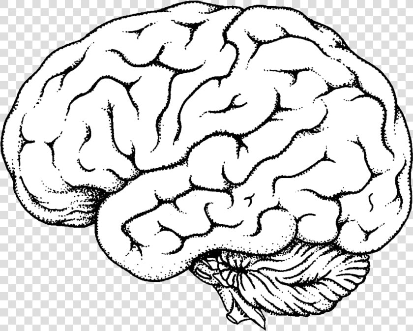 Brain Clipart Transparent Png   Anatomical Brain Line Drawing  Png DownloadTransparent PNG