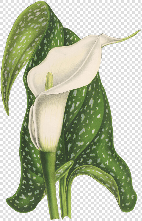 Plant Vintage Png   Lilies Arum Lilies  Transparent PngTransparent PNG