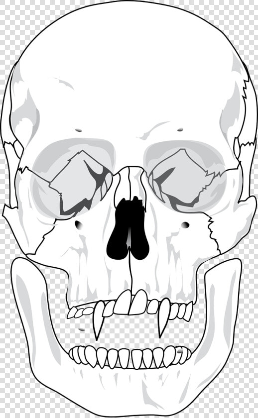 Blank Human Skull Anatomy  HD Png DownloadTransparent PNG