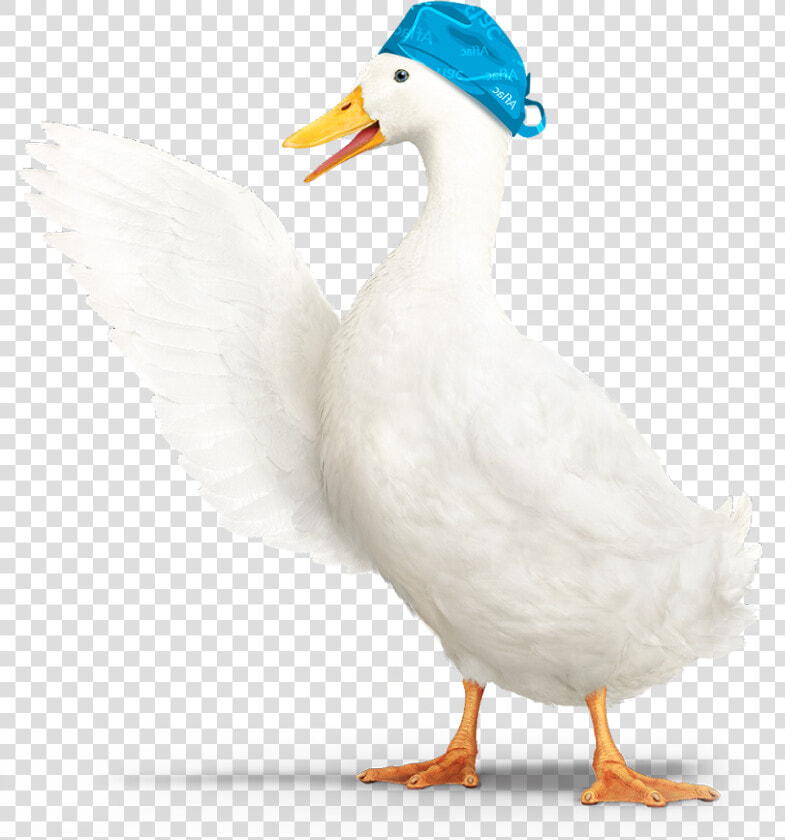 Aflac Duck Png   Transparent Aflac Duck  Png DownloadTransparent PNG