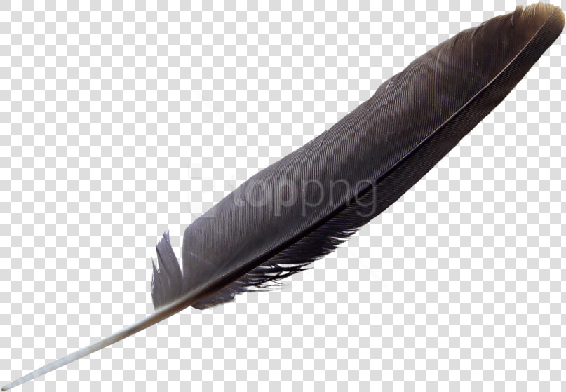 Natural material   Eagle Feather Black  HD Png DownloadTransparent PNG