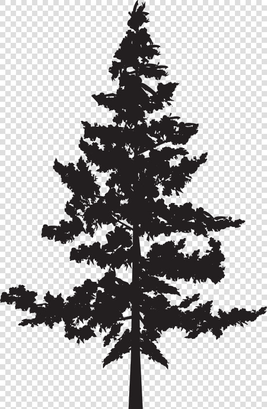 Black Pine Tree Pinus Contorta   Png Pine Trees Silhouette  Transparent PngTransparent PNG