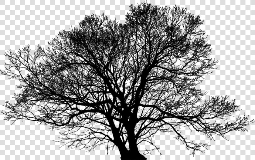 Tree  Leafless  Barren  Nature  Ecological  Green  HD Png DownloadTransparent PNG