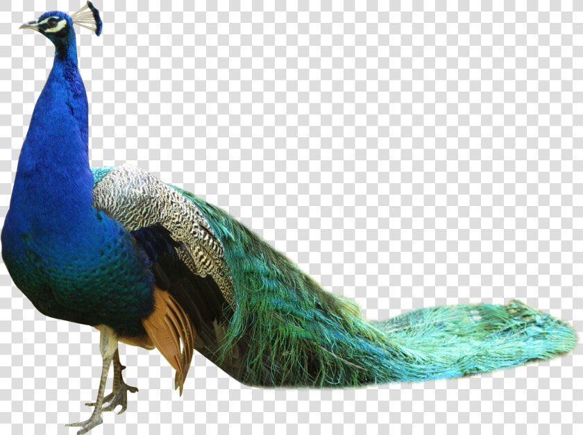 Peacock Png Png Download   Peacock Png  Transparent PngTransparent PNG