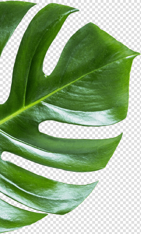 Whole Banana Leaf   Monstera Deliciosa  HD Png DownloadTransparent PNG