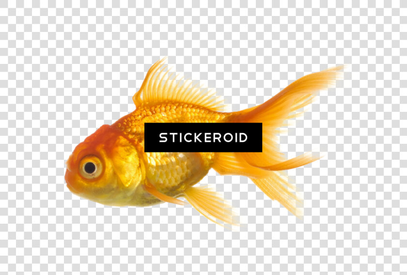 Goldfish   Png Download   Goldfish  Transparent PngTransparent PNG