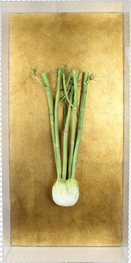 Fennel   Still Life  HD Png DownloadTransparent PNG