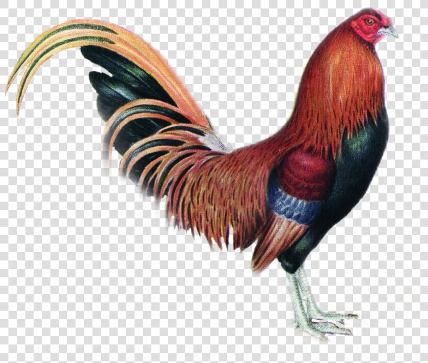  gallo   Rooster  HD Png DownloadTransparent PNG