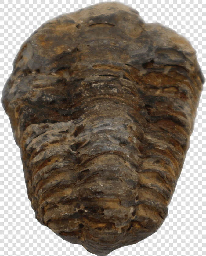 Trilobite Flexicalymene   Trilobite  HD Png DownloadTransparent PNG