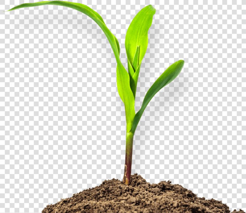 Transparent Soil Clipart   Mud Plant Png  Png DownloadTransparent PNG