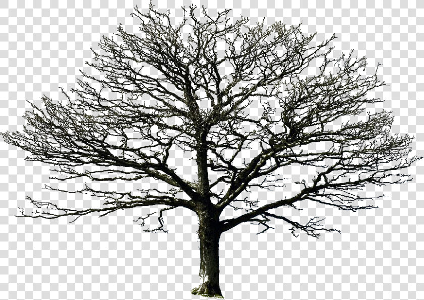 Pin By Louise Brown On Png Files For Photomanipulations   Old Dry Tree Png  Transparent PngTransparent PNG