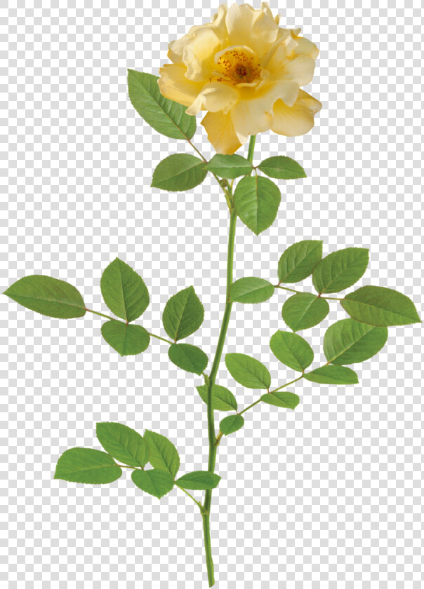 Rose Lemon Drift®   Rose  HD Png DownloadTransparent PNG