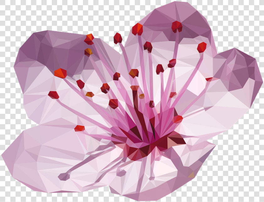 Transparent Cherry Blossom Flower Png   Flower Cherry Blossom Png  Png DownloadTransparent PNG