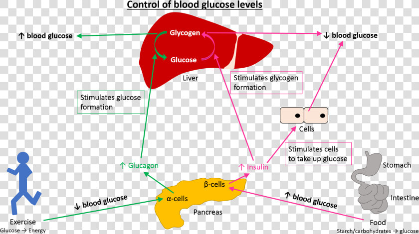 Prime Global Medical Communications   Stress And Blood Glucose Levels  HD Png DownloadTransparent PNG