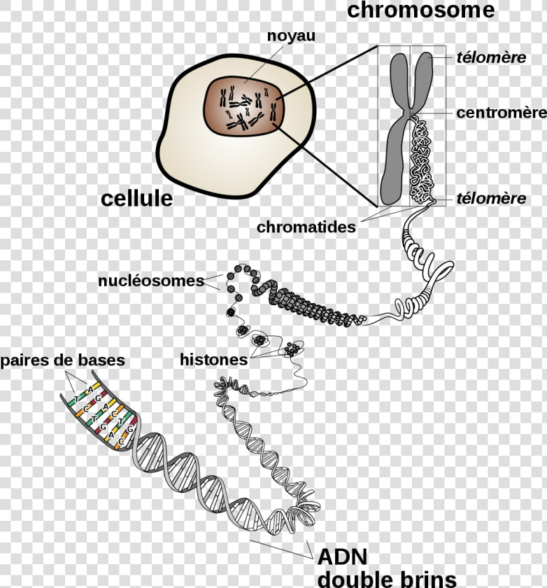 Chromosome  HD Png DownloadTransparent PNG