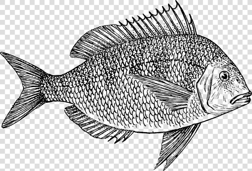 Scup Porgy Fishing Cod Clip Art  HD Png DownloadTransparent PNG