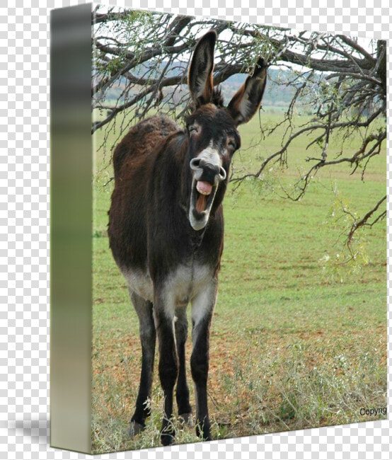 Clip Art Donkey Laughing   Happy Friday Funny Friday Memes  HD Png DownloadTransparent PNG