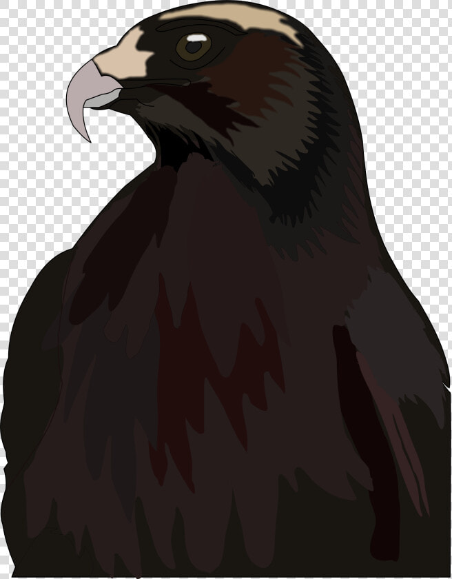 Red tailed Hawk   Png Download   Red tailed Hawk  Transparent PngTransparent PNG