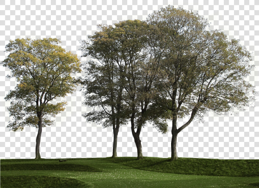 Transparent Group Of Trees Png   Big Tree Cut Out  Png DownloadTransparent PNG