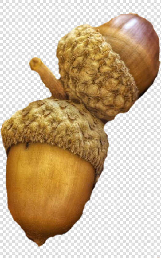  acorns  acorn   Acorn  HD Png DownloadTransparent PNG