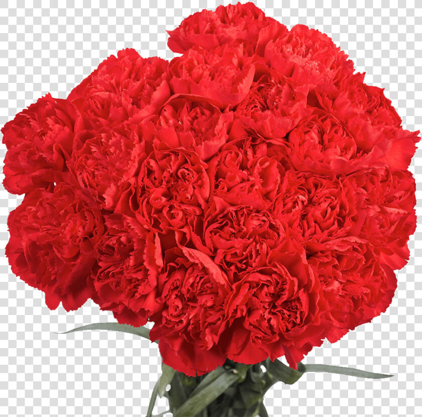 Carnations 100 Flowers Next Day Delivery   All Red Carnation Bouquet  HD Png DownloadTransparent PNG