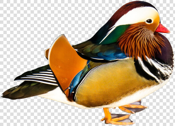 Mandarin Duck Transparent  HD Png DownloadTransparent PNG