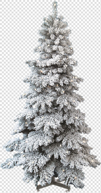 Spruce Snow Capped Christmas Tree Class   Snow Pine Tree Png  Transparent PngTransparent PNG