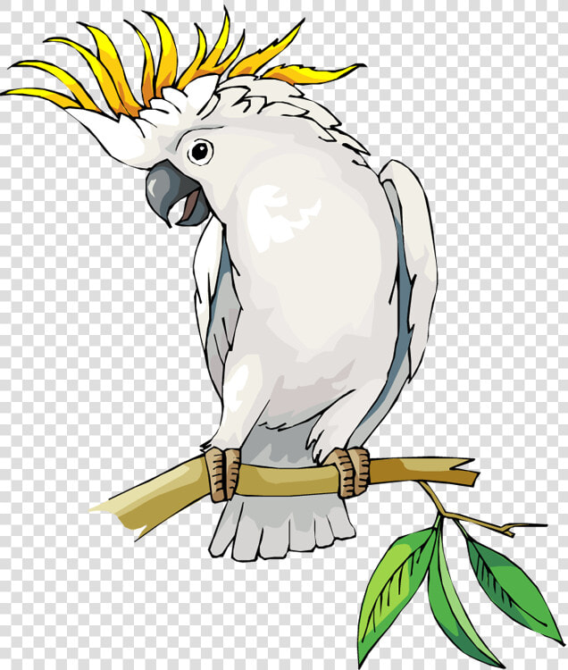 Free Parrot And Macaw Clipart   Cockatoo Clipart  HD Png DownloadTransparent PNG