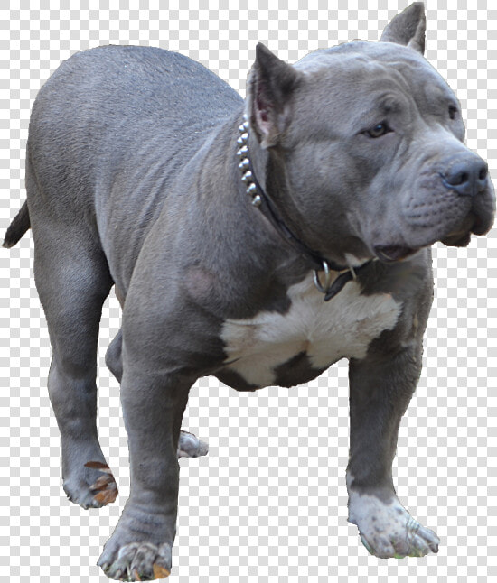 Blue Bully Pitbull   American Bully Png  Transparent PngTransparent PNG