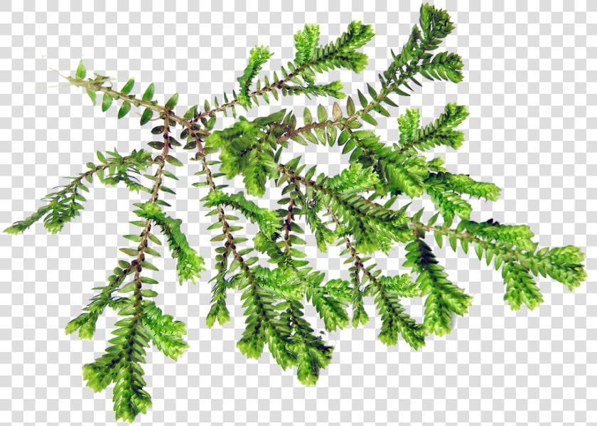 Leaf  Fern  Plant  Foliage   Background Daun Pakis Png  Transparent PngTransparent PNG