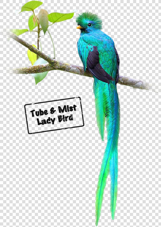 Budgie   Png Download  Transparent PngTransparent PNG