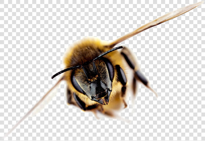 Bee Free Png Image   Importance Of Bees Facts  Transparent PngTransparent PNG