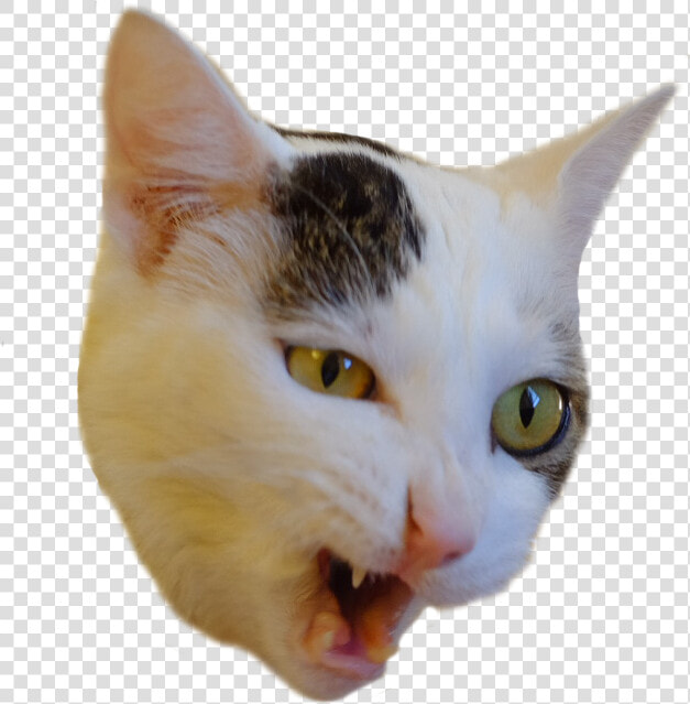 Psbattle At Prospect Of Eating Food Cutouts   Cat Eating Png  Transparent PngTransparent PNG