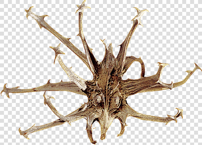 Harpagófito O Garra Del Diablo   L Harpagophytum Ou Griffe Du Diable  HD Png DownloadTransparent PNG