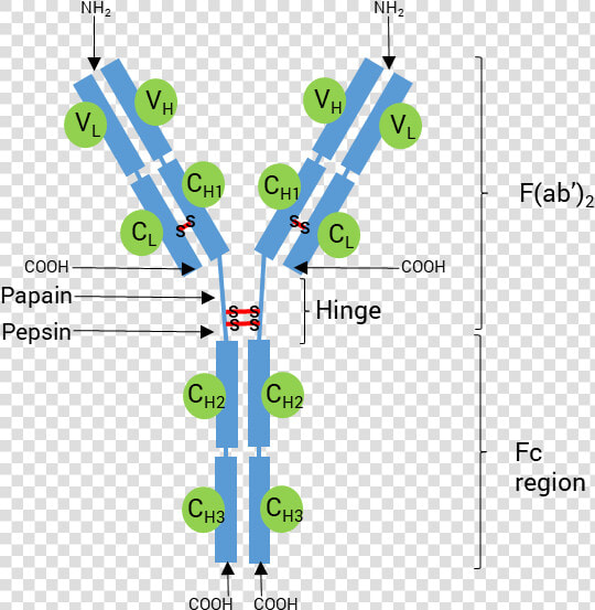 Schematic Structure Of An Antibody   Antibody Nc Terminus  HD Png DownloadTransparent PNG