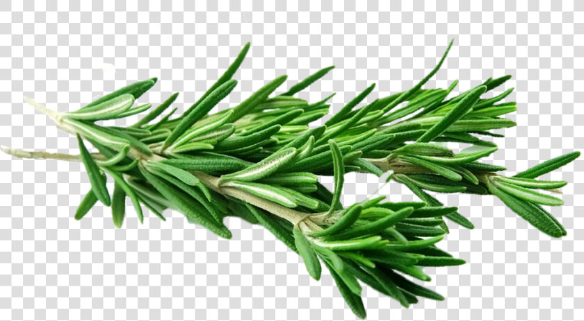 Rosemary Spice Transparent  HD Png DownloadTransparent PNG